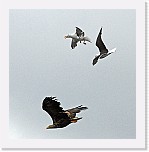 merikotka2 ja lokki eagle and gull * 1937 x 1975 * (2.47MB)